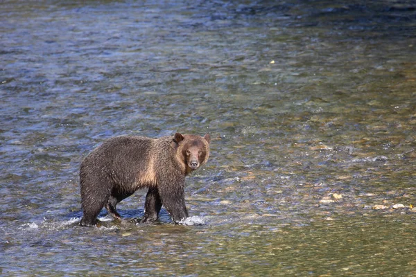 Graubaer Grizzli Ursus Arctos Horibilis — Photo