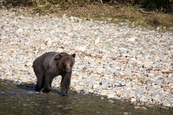 Graubaer Grizzly Bear Ursus Arctos Horibilis — Stok fotoğraf
