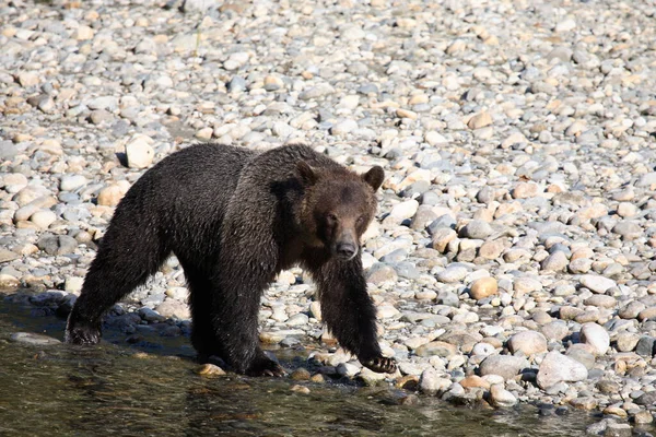 Graubaer Grizzly Bear Ursus Arctos Horibilis — 图库照片