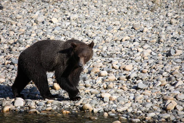 Graubaer Grizzly Bear Ursus Arctos Horibilis — 图库照片