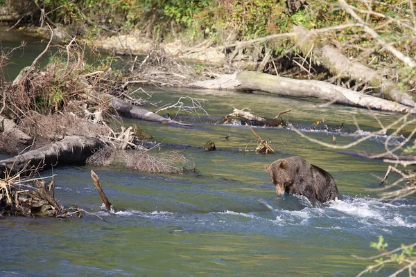 Graubaer Grizzlybeer Ursus Arctos Horibilis — Stockfoto