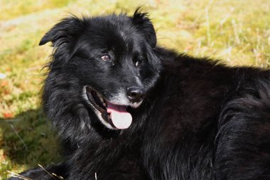 Kanada - Hund / Canada - Dog / Canis