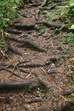 Kuestenregenwald - Strathcona Park - Kanada / Sahil Yağmur Ormanı - Strathcona Park - Kanada / 