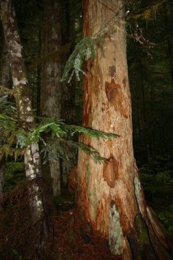 Kuestenregenwald - Strathcona Park - Kanada / Sahil Yağmur Ormanı - Strathcona Park - Kanada / 