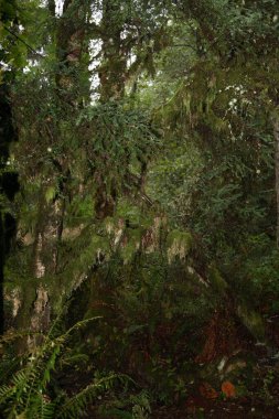 Kuestenregenwald - Günışığı Sahili - Kanada / Kıyı Yağmur Ormanı - Günışığı Sahili - Kanada / 