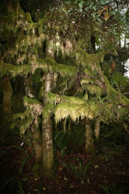 Kuestenregenwald - Günışığı Sahili - Kanada / Kıyı Yağmur Ormanı - Günışığı Sahili - Kanada / 