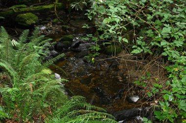 Kuestenregenwald - Günışığı Sahili - Kanada / Kıyı Yağmur Ormanı - Günışığı Sahili - Kanada / 