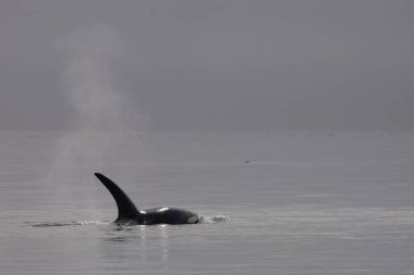 Schwertwal - Katil balina / Orcinus Orca