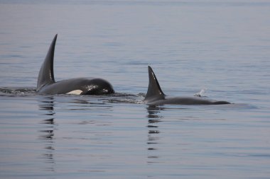 Schwertwal - Katil balina / Orcinus Orca
