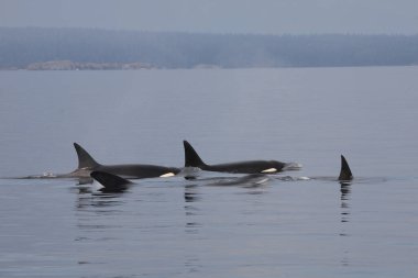 Schwertwal - Katil balina / Orcinus Orca