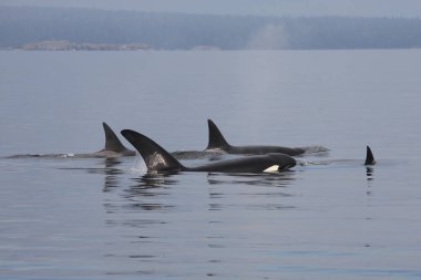Schwertwal - Katil balina / Orcinus Orca