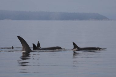 Schwertwal - Katil balina / Orcinus Orca
