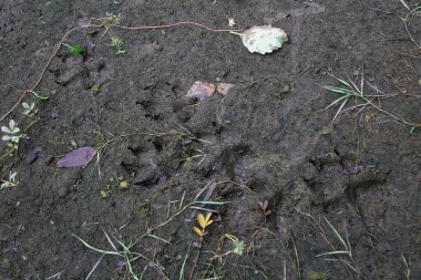 Eines Schwarzbaeren / Track of a Black Bear / Ursus americanus