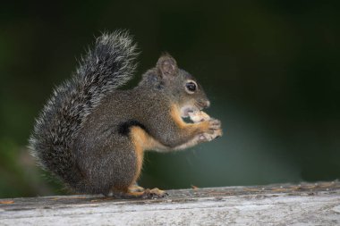 Westliches Grauhoernchen / Batı gri sincap / Sciurus griseus