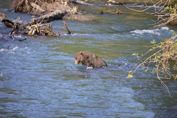 Graubaer Orso Grizzly Ursus Arctos Horibilis — Foto Stock