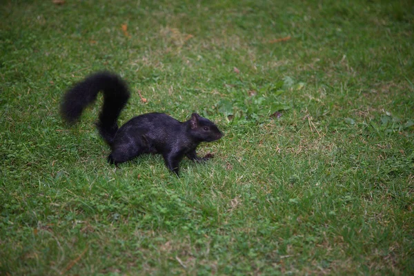 Grauhoernchen Westliches Écureuil Gris Ouest Sciurus Griseus — Photo