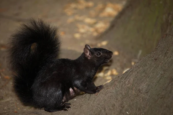 Westliches Grauhoernchen Esquilo Cinzento Ocidental Sciurus Griseus — Fotografia de Stock