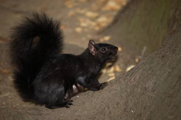 Grauhoernchen Westliches Écureuil Gris Ouest Sciurus Griseus — Photo