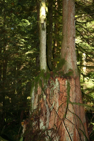 Kuestenregenwald Kanada Floresta Tropical Costeira Canadá — Fotografia de Stock