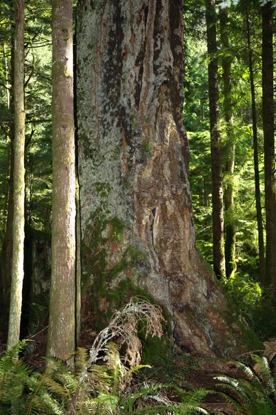 Kuestenregenwald Kanada Kustregenwoud Canada — Stockfoto