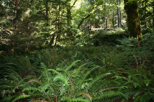 Kuestenregenwald Kanada Przybrzeżne Lasy Deszczowe Kanada — Zdjęcie stockowe