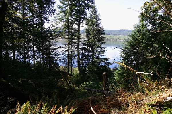 Kuestenregenwald Kanada Floresta Tropical Costeira Canadá — Fotografia de Stock