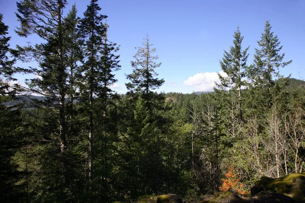 Kuestenregenwald Kanada Kustnära Regnskog Kanada — Stockfoto