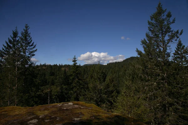 Kuestenregenwald Kanada Foresta Pluviale Costiera Canada — Foto Stock