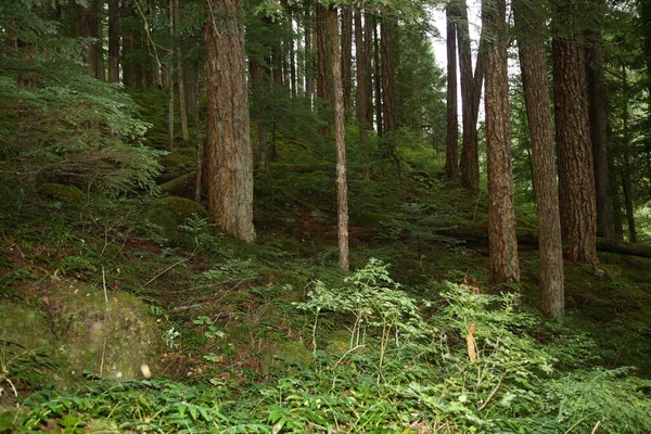 Kuestenregenwald Strathcona Park Kanada Coastal Rainforest Strathcona Park Canadá — Fotografia de Stock