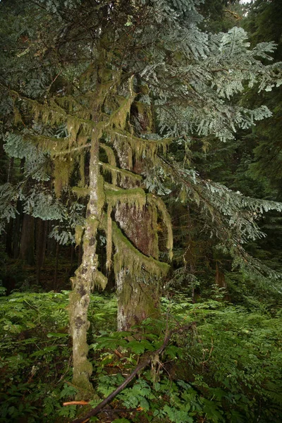 Kuestenregenwald Strathcona Park Kanada Coastal Rainforest Strathcona Park Kanada — Stockfoto