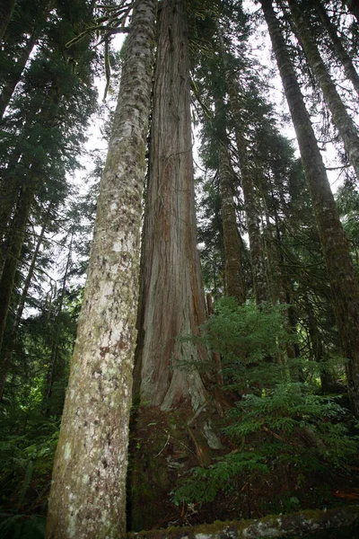 Kuestenregenwald Strathcona Park Kanada Coastal Rainforest Strathcona Park Canadá — Fotografia de Stock