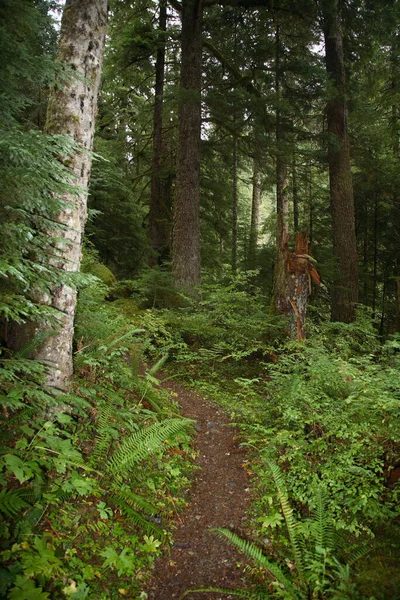 Kuestenregenwald Strathcona Park Kanada Coastal Rainforest Strathcona Park Canadá — Fotografia de Stock