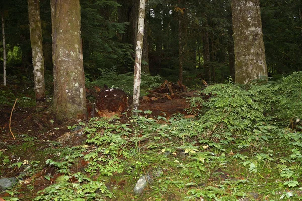 Kuestenregenwald Strathcona Park Kanada Coastal Rainforest Strathcona Park Kanada — Stockfoto