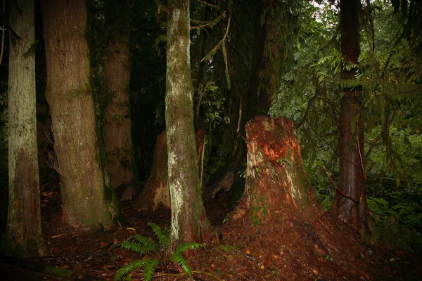 Kuestenregenwald Sunshine Coast Kanada Coastal Rainforest Sunshine Coast Kanada — Stockfoto