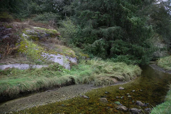 Kuestenregenwald Sunshine Coast Kanada Coastal Rainforest Sunshine Coast Canada — Foto de Stock