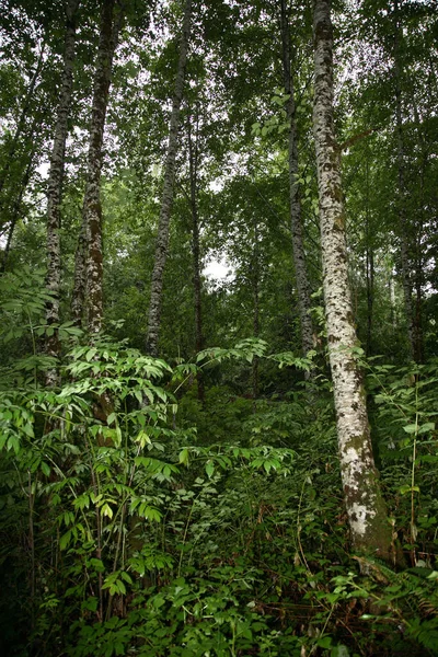 Kuestenregenwald Sunshine Coast Kanada Coastal Rainforest Sunshine Coast Kanada — Stockfoto