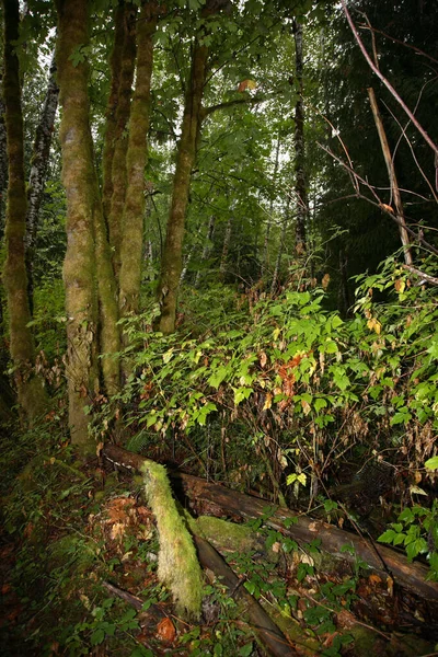 Kuestenregenwald Günışığı Sahili Kanada Kıyı Yağmur Ormanı Günışığı Sahili Kanada — Stok fotoğraf