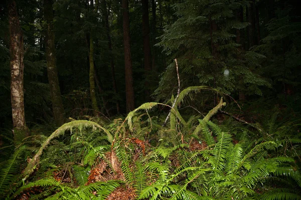 Kuestenregenwald Sunshine Coast Kanada Coast Rainforest Sunshine Coast Canadá — Fotografia de Stock