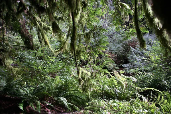 Kuestenregenwald Sunshine Coast Kanada Coast Rainforest Sunshine Coast Canadá — Fotografia de Stock