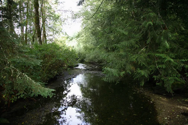 Küstenregenwald Sunshine Coast Kanada Coastal Rainforest Sunshine Coast Kanada — Stockfoto