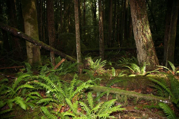 Kuestenregenwald Sunshine Coast Kanada Coastal Rainforest Sunshine Coast Kanada — Zdjęcie stockowe