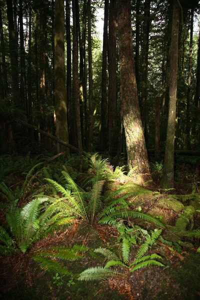 Kuestenregenwald Sunshine Coast Kanada Coastal Rainforest Sunshine Coast Kanada — Stockfoto