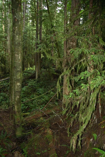 Kuestenregenwald Sunshine Coast Kanada Coastal Rainforest Sunshine Coast Kanada — Stockfoto