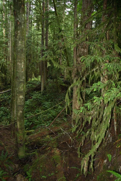 Kuestenregenwald Sunshine Coast Kanada Coast Rainforest Sunshine Coast Canadá — Fotografia de Stock