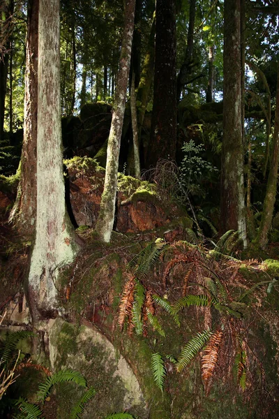 Kuestenregenwald サンシャイン海岸 カナダ 海岸熱帯雨林 サンシャイン海岸 カナダ — ストック写真