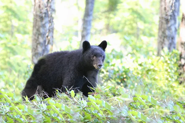 Schwarzbaer Fekete Medve Ursus Americanus — Stock Fotó