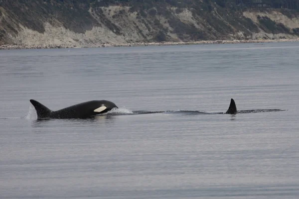 Schwertwal Orca Baleia Assassina Orcinus Orca — Fotografia de Stock
