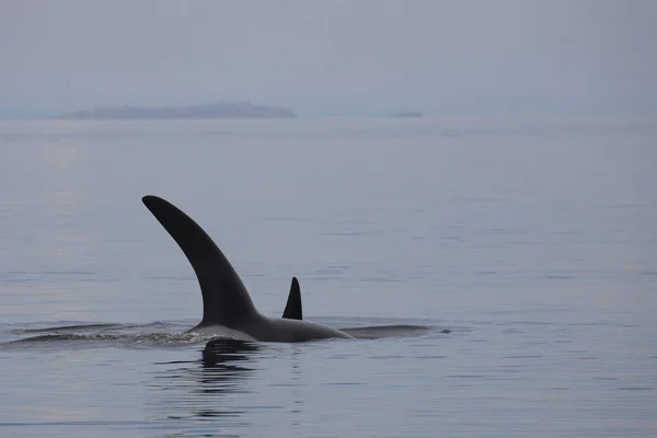 Schwertwal Orca Wieloryb Morski Orcinus Orca — Zdjęcie stockowe
