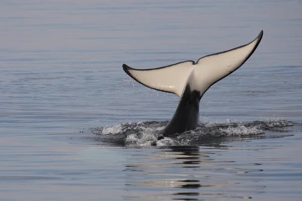 Schwertwal Orca Ballena Asesina Orcinus Orca —  Fotos de Stock