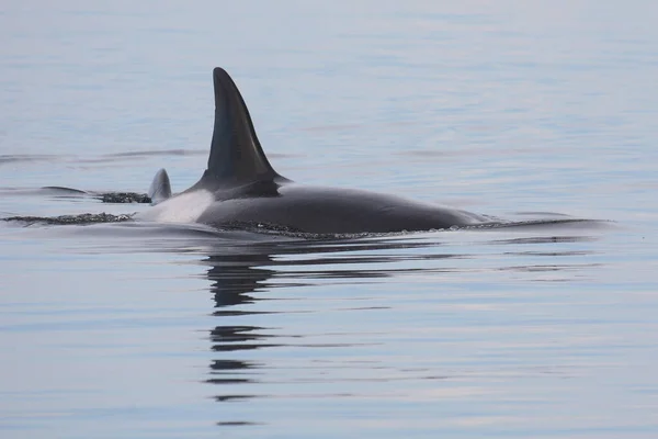 Schwertwal Orca Wieloryb Morski Orcinus Orca — Zdjęcie stockowe